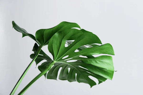 Hermosas Hojas Monstera Sobre Fondo Blanco Planta Tropical — Foto de Stock