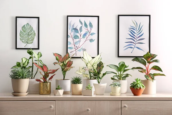 Collection Beautiful Houseplants Wooden Commode Indoors — Stock Photo, Image