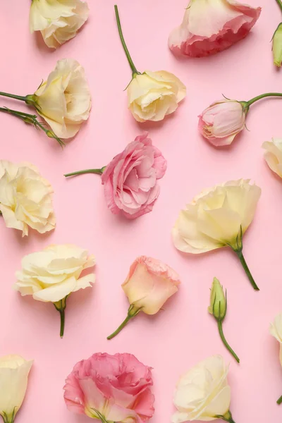 粉红背景的美丽的Eustoma花 — 图库照片