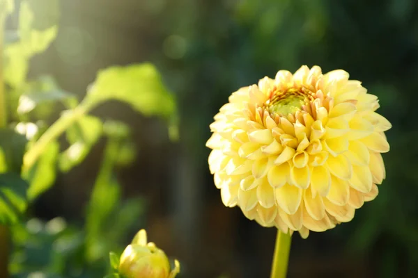 Mooie Bloeiende Gele Dahlia Bloem Buiten Zonnige Dag — Stockfoto