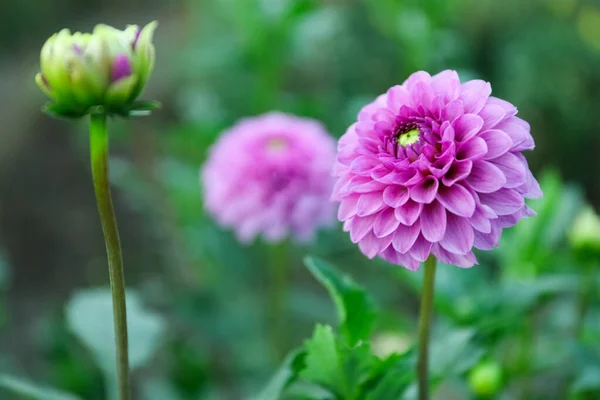 Hermosa Flor Dalia Violeta Jardín Verde Espacio Para Texto — Foto de Stock