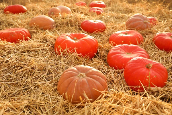 Ripe Orange Pumpkins Straw Field — Stock Photo, Image