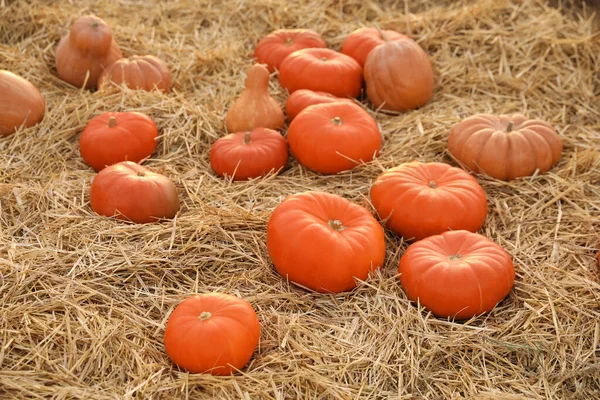 Reife Orangefarbene Kürbisse Zwischen Stroh Auf Dem Feld — Stockfoto