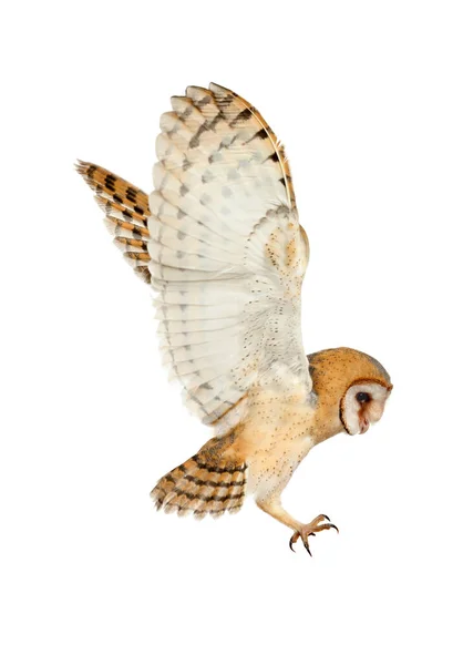Beautiful Common Barn Owl Flying White Background — Stock Photo, Image