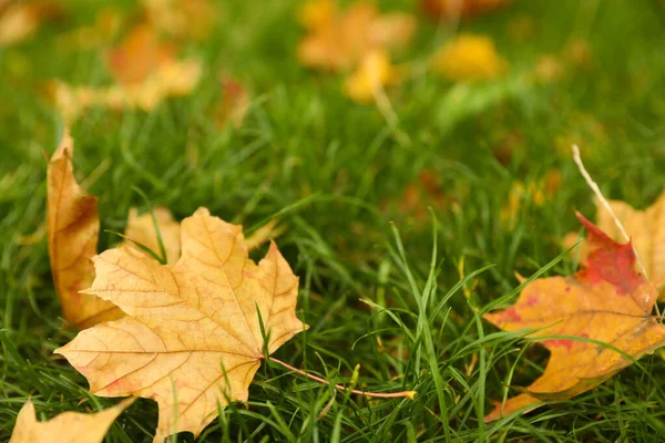 Fallna Blad Grönt Gräs Parken Höstdagen Närbild — Stockfoto