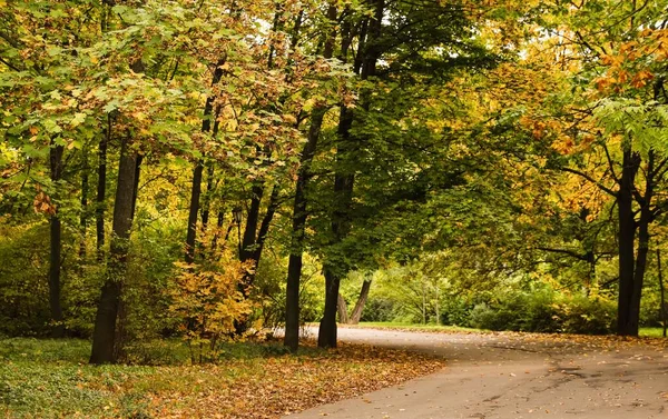 秋の日に木のある公園の美しい景色 — ストック写真