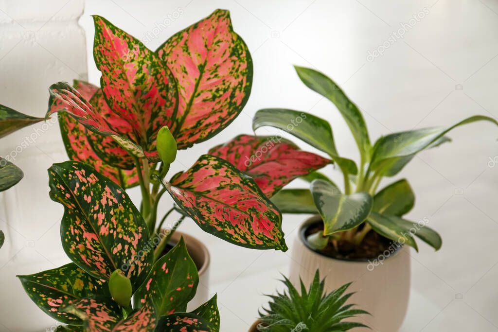 Exotic houseplants with beautiful leaves on light background