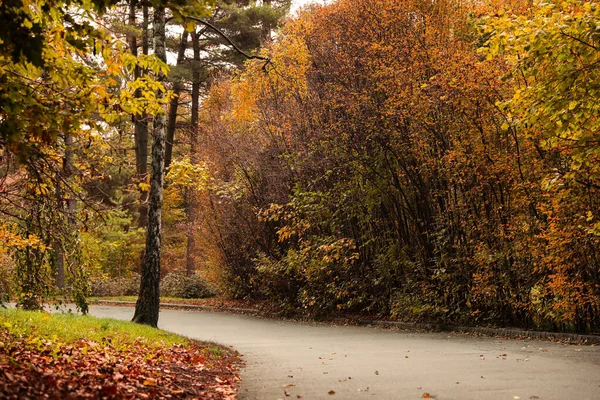 Piękny Widok Park Drzewami Jesienny Dzień — Zdjęcie stockowe