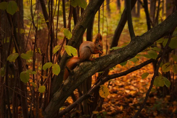 View Cute Squirrel Tree Forest Autumn Day — Stock Photo, Image