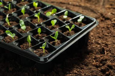 Seedling tepsisi ve açık havada taze sebze filizleri.