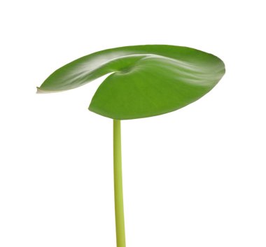 Güzel yeşil nilüfer yaprağı bembeyaz