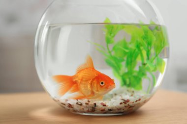 Yuvarlak cam akvaryumda küçük, güzel bir akvaryum balığı.