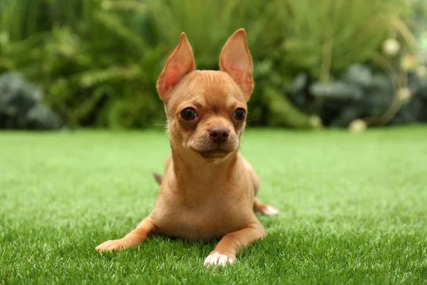 Niedlicher Chihuahua Welpe Liegt Auf Grünem Gras Freien Tierbaby — Stockfoto