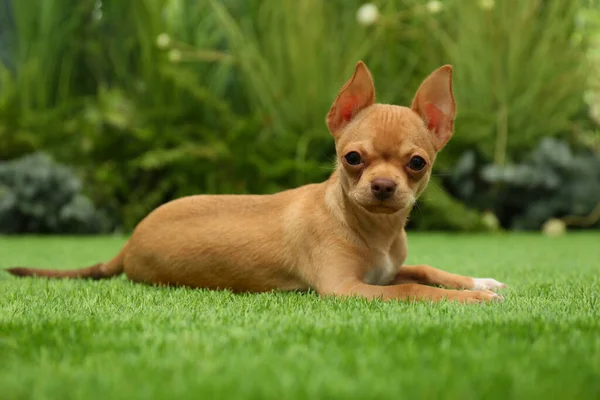 Schattige Chihuahua Puppy Liggend Groen Gras Buiten Baby Dier — Stockfoto