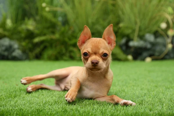 Schattige Chihuahua Puppy Liggend Groen Gras Buiten Baby Dier — Stockfoto
