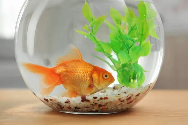 Beautiful Bright Small Goldfish Glass Aquarium Wooden Table Indoors Closeup — Stock Photo, Image