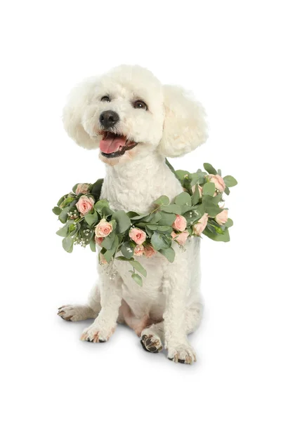 Schattige Bichon Met Een Krans Van Mooie Bloemen Een Witte — Stockfoto