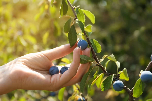 Vrouw Plukken Sloe Bessen Van Struik Buiten Close — Stockfoto