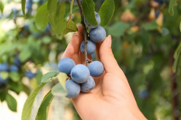 Vrouw Plukken Sloe Bessen Van Struik Buiten Close — Stockfoto