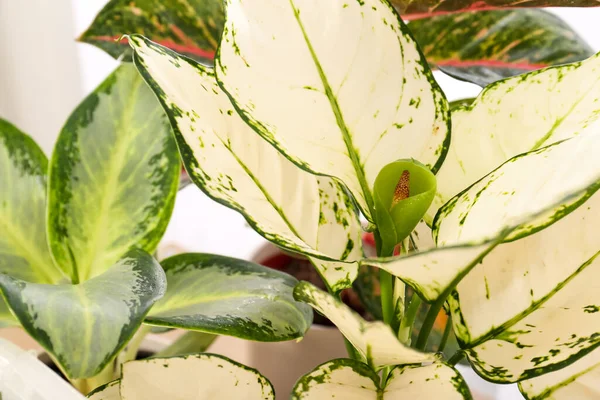 Plantas Interior Exóticas Con Hermosas Hojas Sobre Fondo Claro Primer —  Fotos de Stock