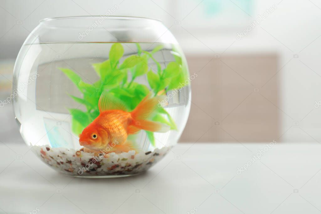 Beautiful bright small goldfish in round glass aquarium on white table indoors. Space for text