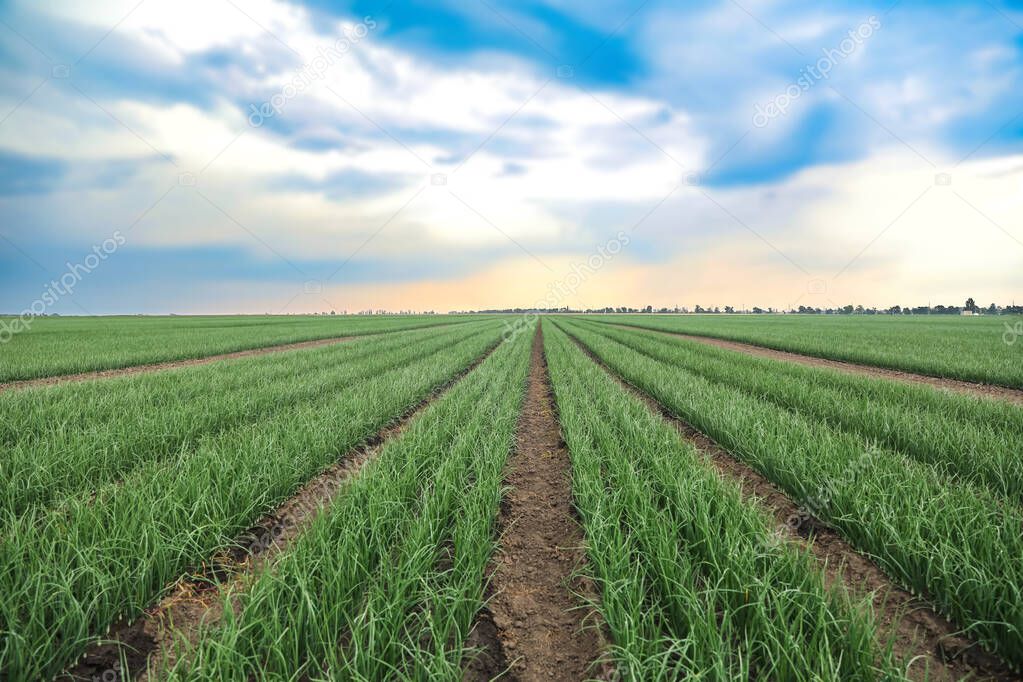 Rows of green onion in agricultural field