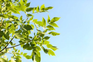 Yeşil yaprakları olan güzel bir ağaç dalı, yakın plan.