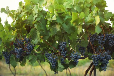 Üzüm bağında lezzetli olgun üzümler. Hasat mevsimi