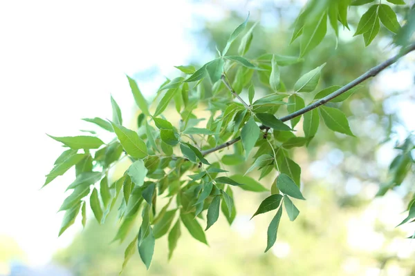 Krásná Větev Stromu Zelenými Listy Venku Detailní Záběr — Stock fotografie