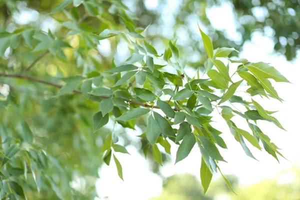 Krásná Větev Stromu Zelenými Listy Venku Detailní Záběr — Stock fotografie
