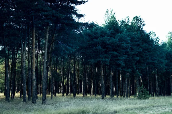 Bella Vista Sulla Pineta Ambientazione Fantasy — Foto Stock