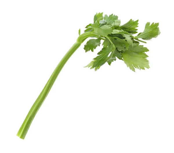 Čerstvě Zelený Celer Stonek Listy Izolovanými Bílém — Stock fotografie