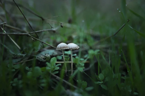 Piccoli Funghi Che Crescono Foresta Stagione Raccolta — Foto Stock