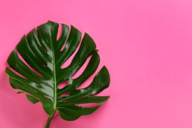 Pembe arka planda güzel canavar yaprağı, yazı için yeri olan üst manzara. Tropik bitki