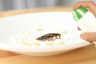 Haşere kontrolü. Evdeki hamamböceklerini öldürmek için böcek ilacı kullanmak.