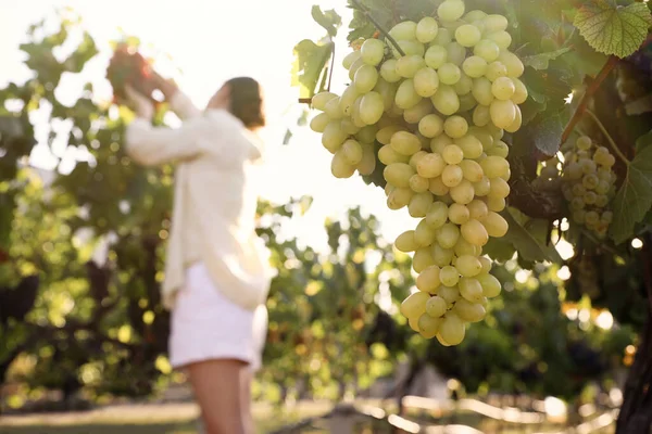 Woman in vineyard, focus on ripe grape cluster