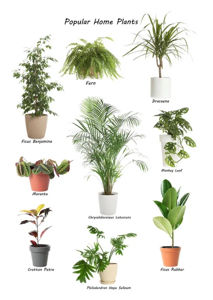 Non Flowering Plants Names | skt.zst.tarnow.pl