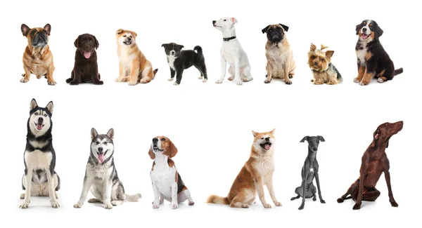 Uppsättning Bedårande Husdjur Vit Bakgrund Banderolldesign — Stockfoto