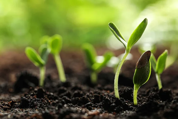 室外土壤中生长的蔬菜幼苗 文字空间 — 图库照片