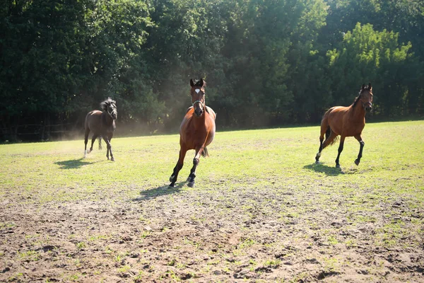 Άλογα Του Κόλπου Έξω Την Ηλιόλουστη Μέρα Όμορφο Κατοικίδιο Ζώο — Φωτογραφία Αρχείου