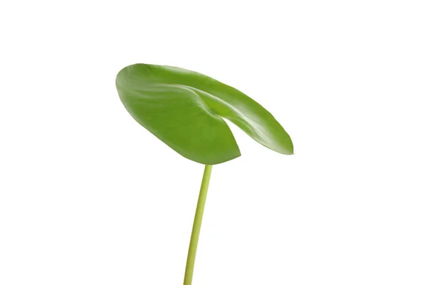 Prachtig Groen Lotusblad Geïsoleerd Wit — Stockfoto