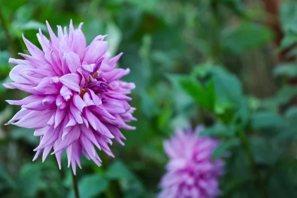 Piękny Kwitnący Fioletowy Kwiat Dahlii Zielonym Ogrodzie Miejsce Tekst — Zdjęcie stockowe