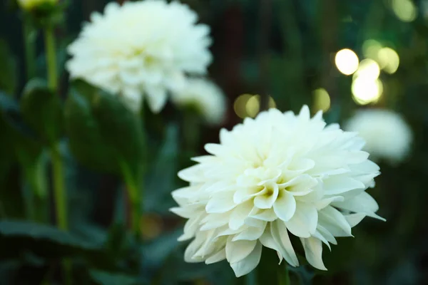 Цветет Белая Далия Зеленом Саду — стоковое фото