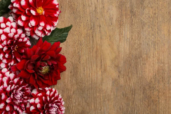 Vackra Dahlia Blommor Trä Bakgrund Platt Låg Plats För Text — Stockfoto