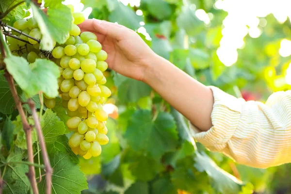 Mulher Colhendo Uvas Maduras Vinha Close — Fotografia de Stock