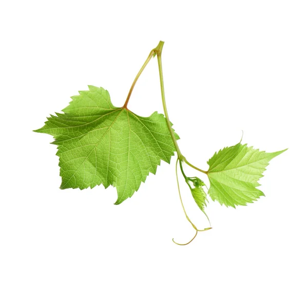 Fresh Grapevine Leaves Isolated White — Stock Photo, Image