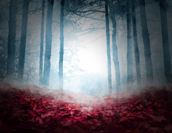 Fantasy world. Creepy foggy forest with fallen red leaves