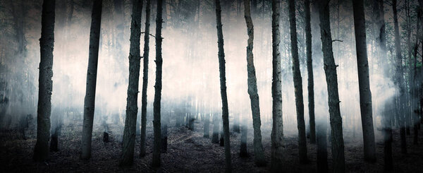 Fantasy world. Creepy foggy forest with tall trees, banner design