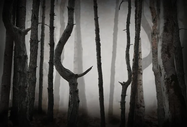 Φανταστικός Κόσμος Ανατριχιαστικό Ομιχλώδες Δάσος Ψηλά Δέντρα — Φωτογραφία Αρχείου