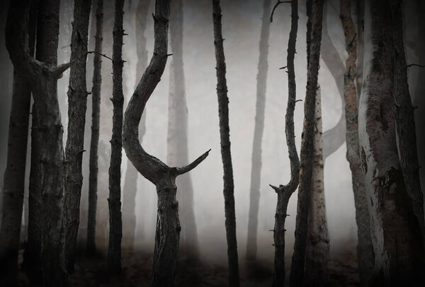 Fantasy world. Creepy foggy forest with tall trees